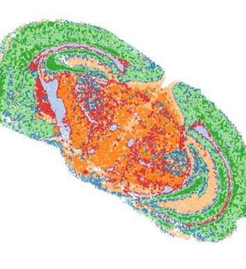 Spatial map of a mouse brain section with cells colored by fine-grained predicted cell type